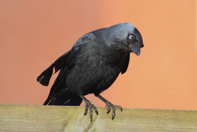 Close-up of bird perching on railing