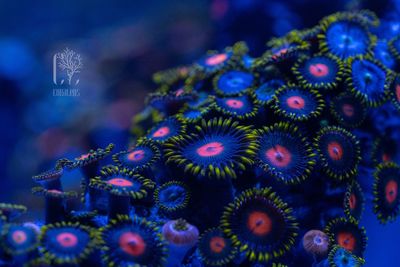 marine biology