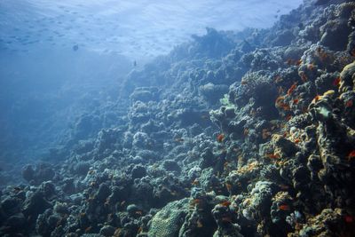 Close-up of coral swimming in sea