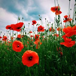 Close-up of red poppy flower in field