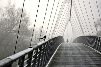 Bird perching on bridge railing in foggy weather