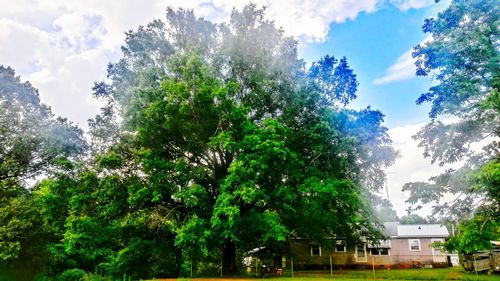 Low angle view of trees and building against sky