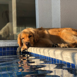 Portrait of dog resting on swimming pool