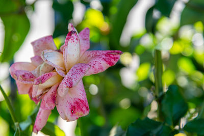 Close-up of pink rose flower