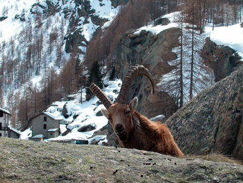 An alpine ibex or steinbock, a wild goat in nature