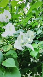 Close-up of white flowers