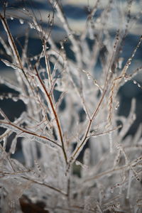 Close-up of dry plants during winter