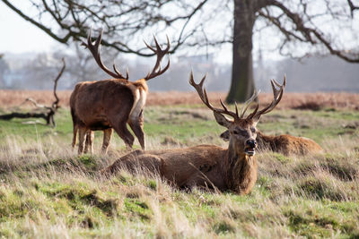 Deer in a field