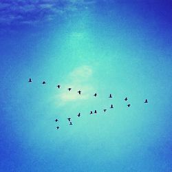 Low angle view of birds flying against blue sky