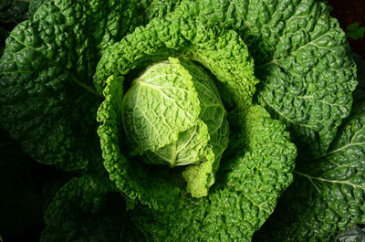 Full frame shot of green vegetable