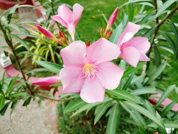 Close-up of pink flowering plants on field