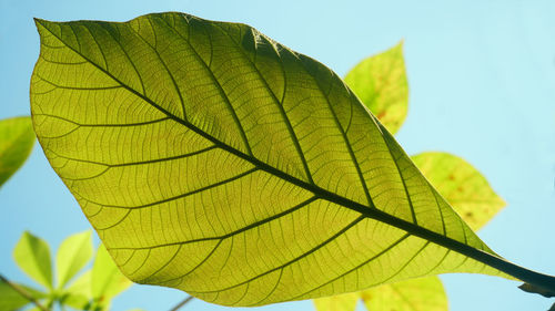Low angle view of leaf against sky