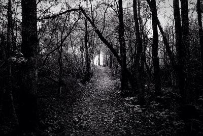 Trees in forest