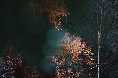 View of trees in forest during autumn