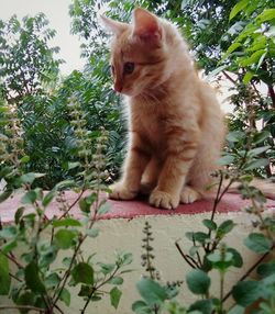 Cat sitting by plants