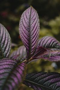 Close-up of plant