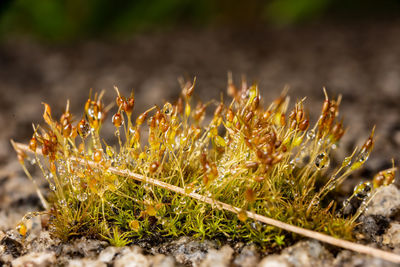 Close-up of plants growing on field
