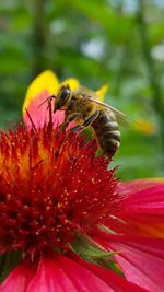 Close-up of bee pollinating on flower