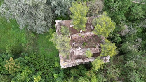 High angle view of trees in forest