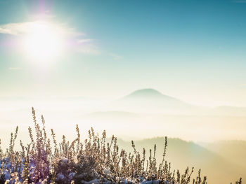 Snowy bush at rocky edge, chill misty morning in hilly landscape. misty winter day