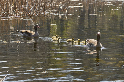 Ducks swimming in lake