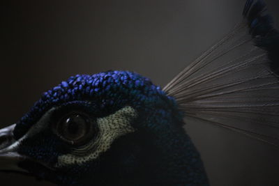 Close-up of peacock