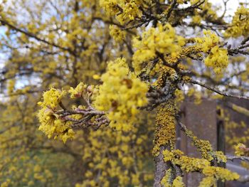 Close-up of yellow flowering plant