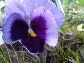 Close-up of purple flower blooming in field