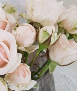 Close-up of white roses