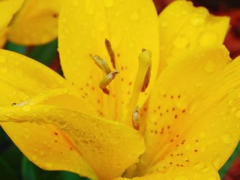 Full frame shot of water drops on fresh yellow day lily