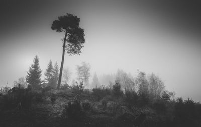 Trees in forest against sky