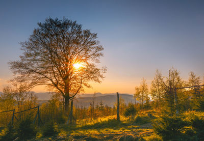 Trees on field against sky during sunset