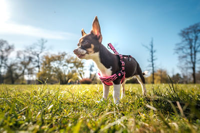 View of a dog looking away on field