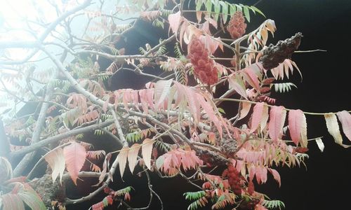 Close-up of pink flowers