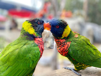 Close-up of parrot perching