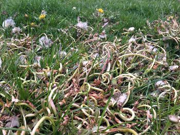 Close-up of plants growing on field