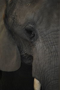 Close-up of elephant