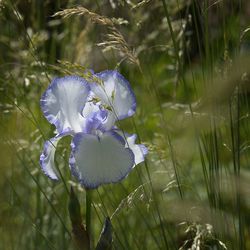 Close-up of flower growing on grass