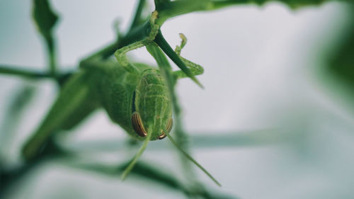 Close-up of grasshopper on plant