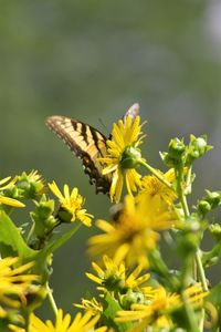 Close-up of butterfly pollinating flower