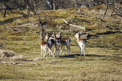 Deer in group grazing in a field