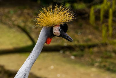 Close-up of a bird