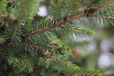 Close-up of pine tree