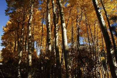 Low angle view of trees in forest