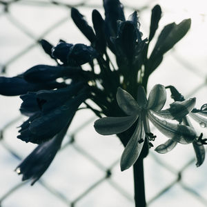 Close-up of flowers