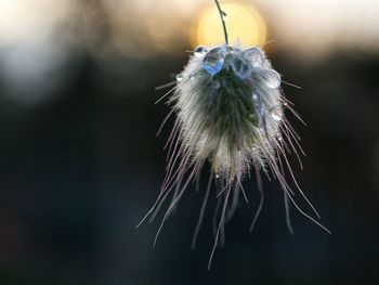 Close-up of dandelion flower