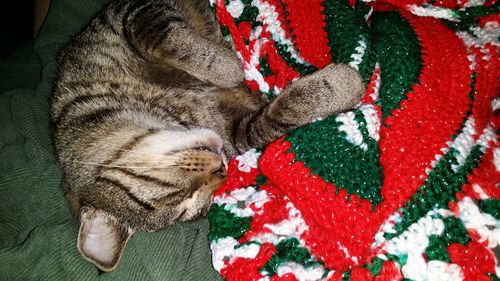 High angle view of cat sleeping with crochet blanket. christmas colors. 