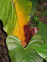 Close-up of fresh green leaf