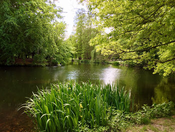 Scenic view of lake amidst trees in forest