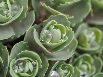 Full frame shot of succulent plant
